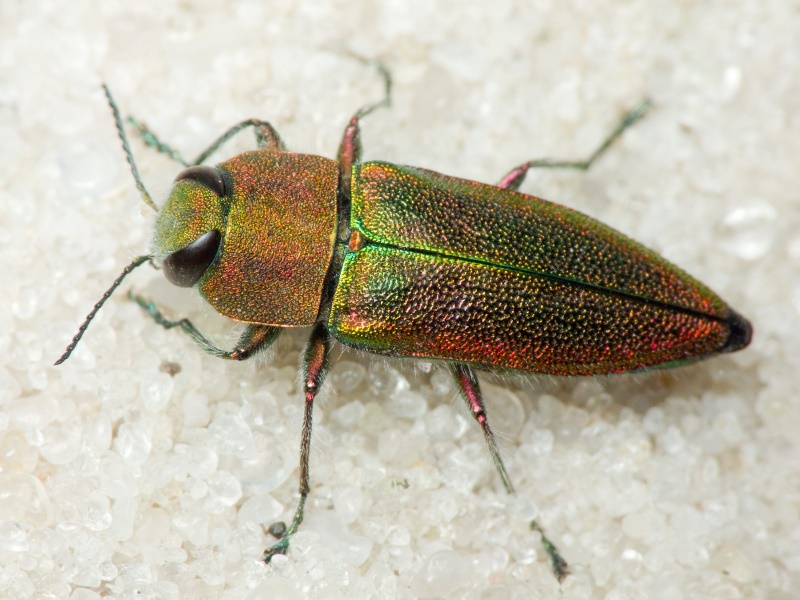 Anthaxia senicula (Schrank, 1789)